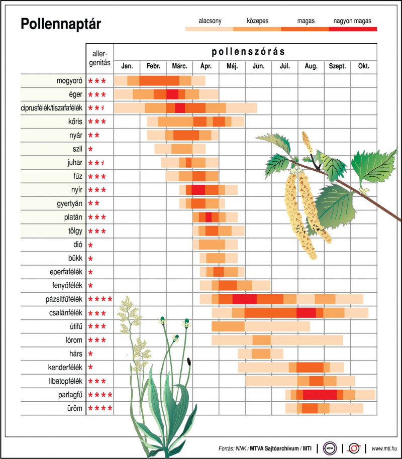 allergén növények pollenszórási ideje és erőssége